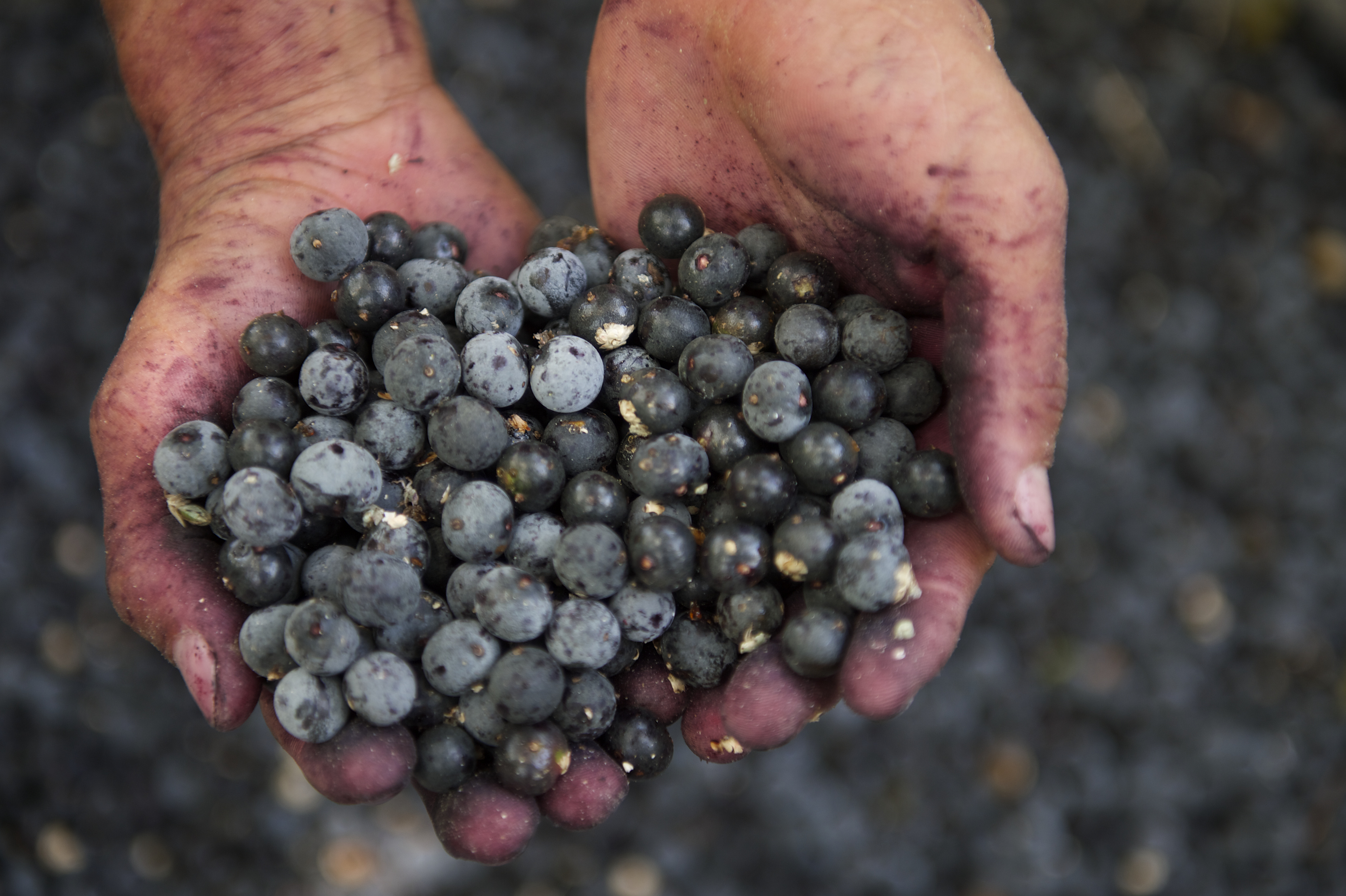 Hands Holding Fresh Acai Berries